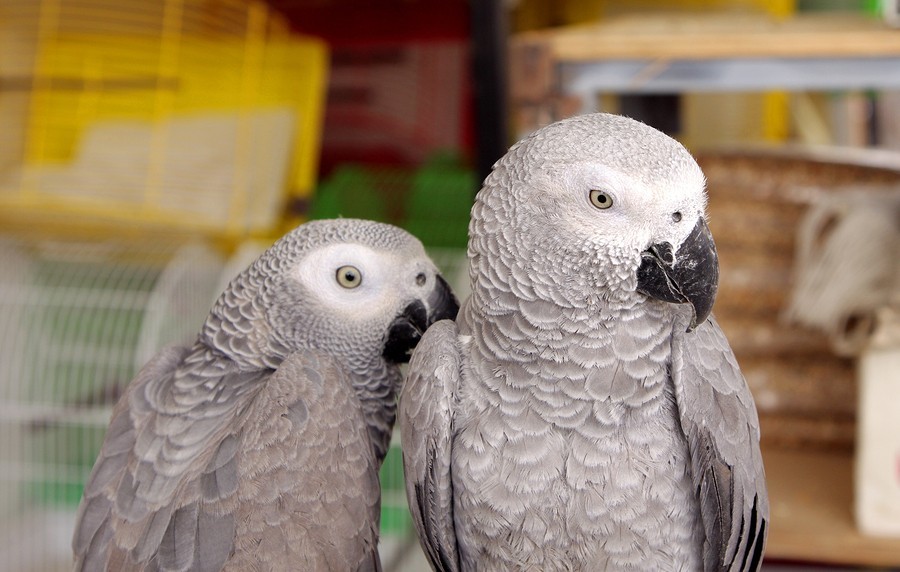 Closeup of African Grey parrots