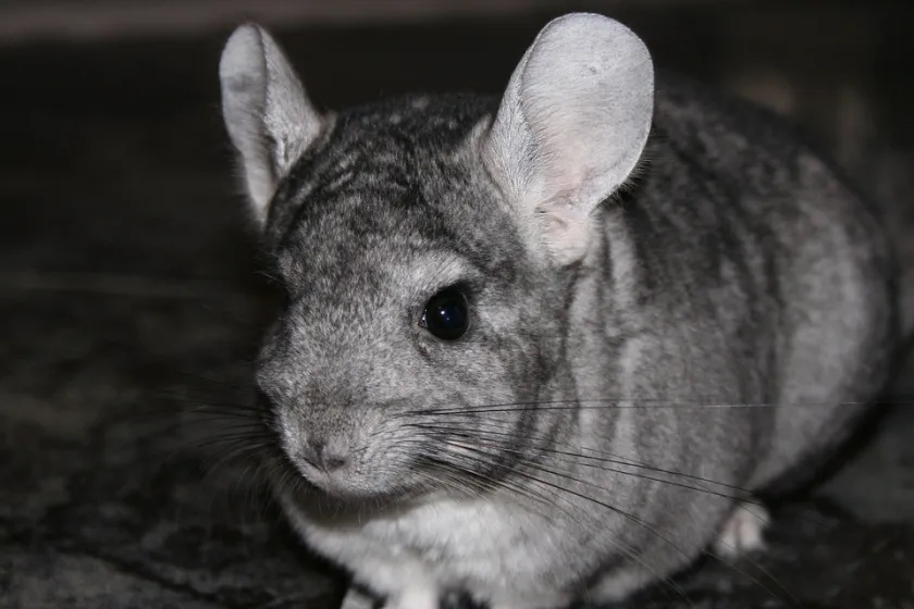 chinchilla sitting idly in dark cage