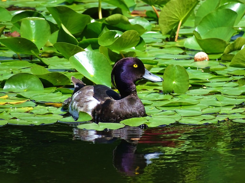 Ducks