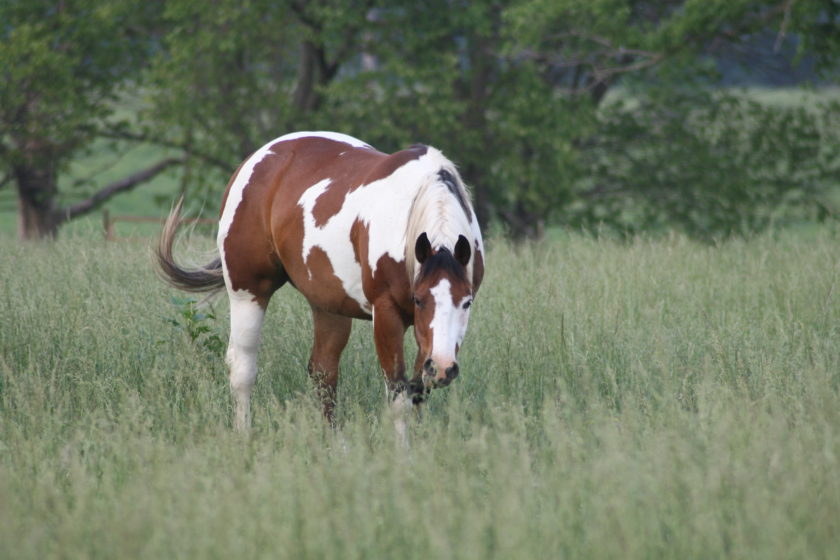 Paint horse grazing in a field