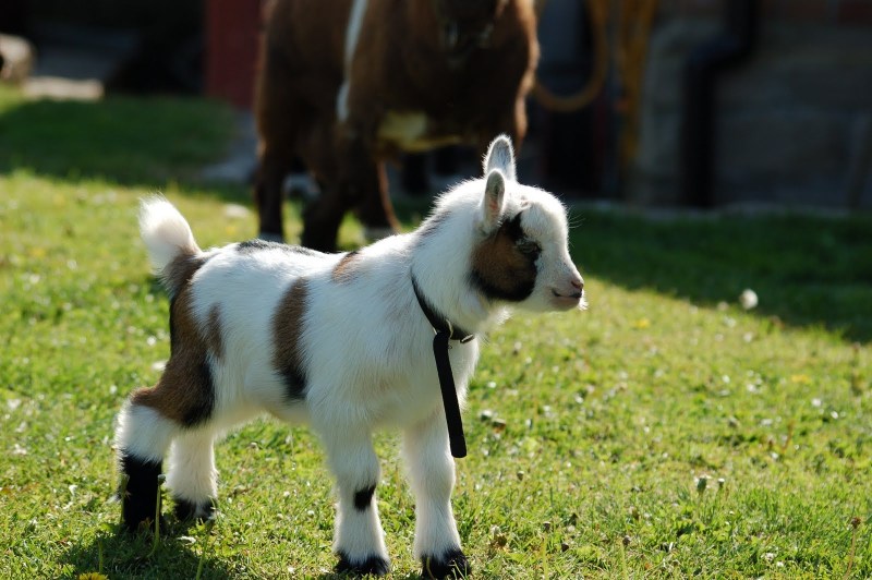 baby goat with collar