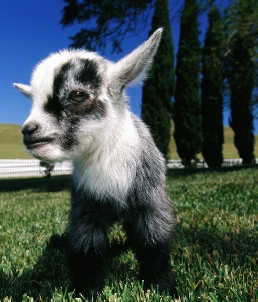 baby goat