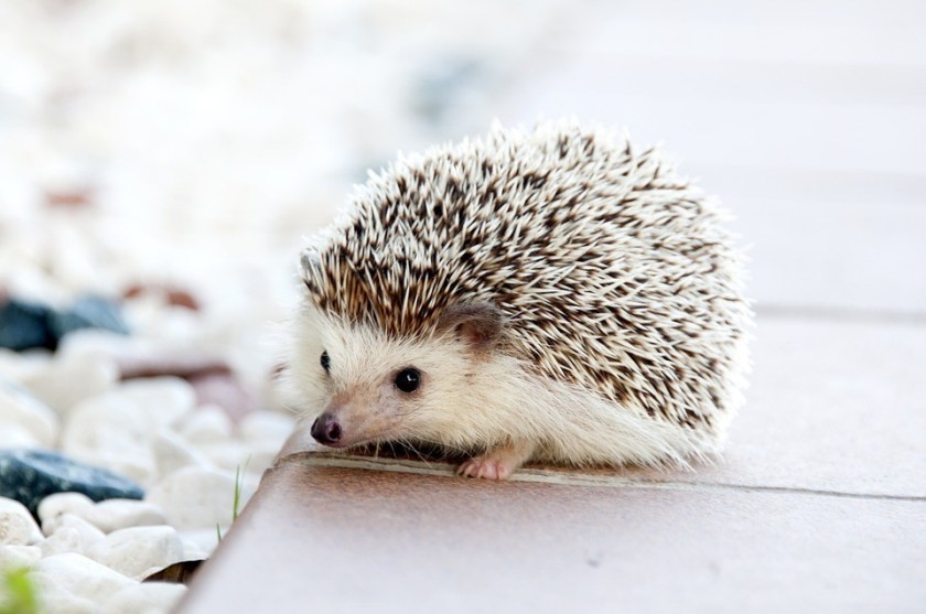 hedgehog sits calmly on a table