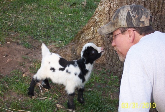 man with black and white baby goat