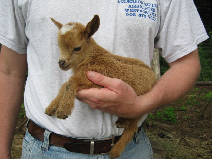 man holding a baby goat