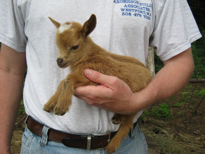 man holding a baby goat