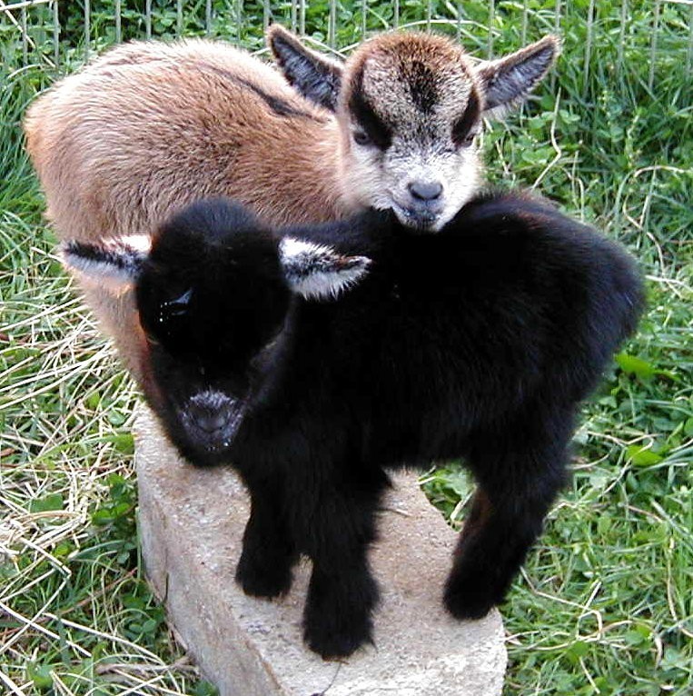 baby goats