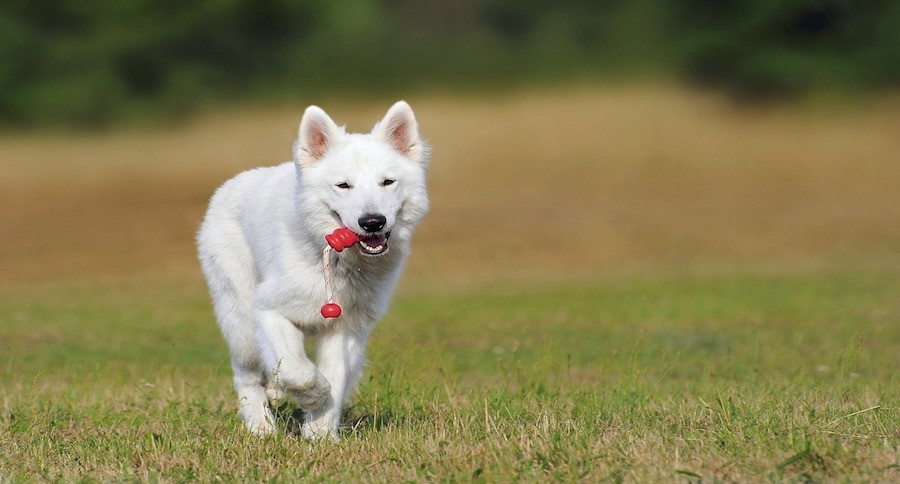 5 Quick Dog Training Tips That Make a Huge Difference
