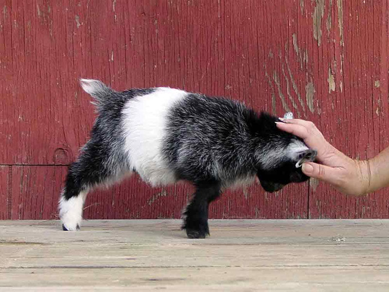 pygmy goat pushing against a hand