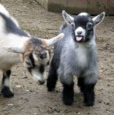 pygmy goats