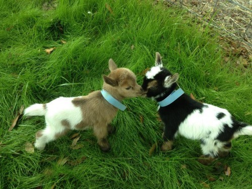 baby goats in grass