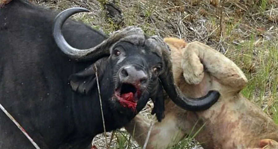 cape buffalo