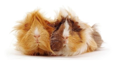 Abyssinian Guinea Pig: Everything You Need to Know