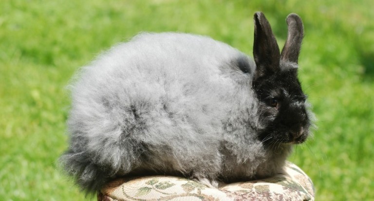 Angora Rabbit Classification Angora Rabbits: Everything You Need to Know About This Fluffy Lagomorph