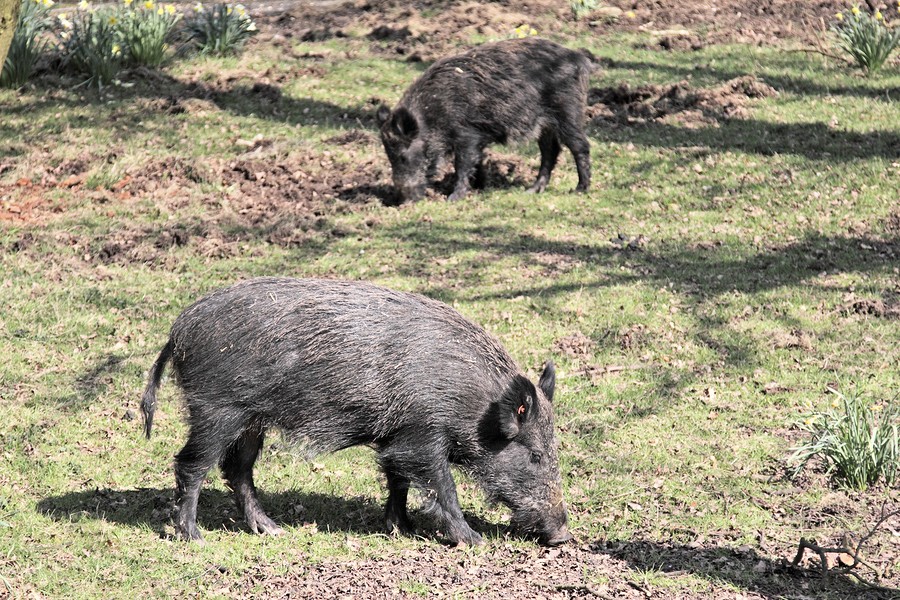 War On Feral Hogs
