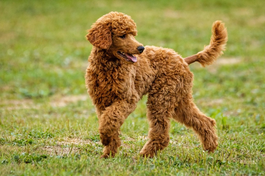 Dog Playing 