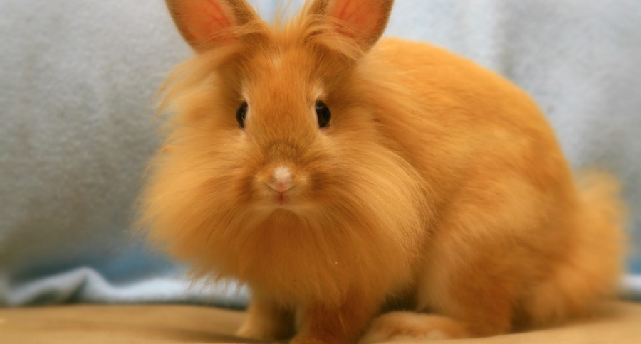 Everything You Need to Know About the Lionhead Rabbit - Wide Open Spaces