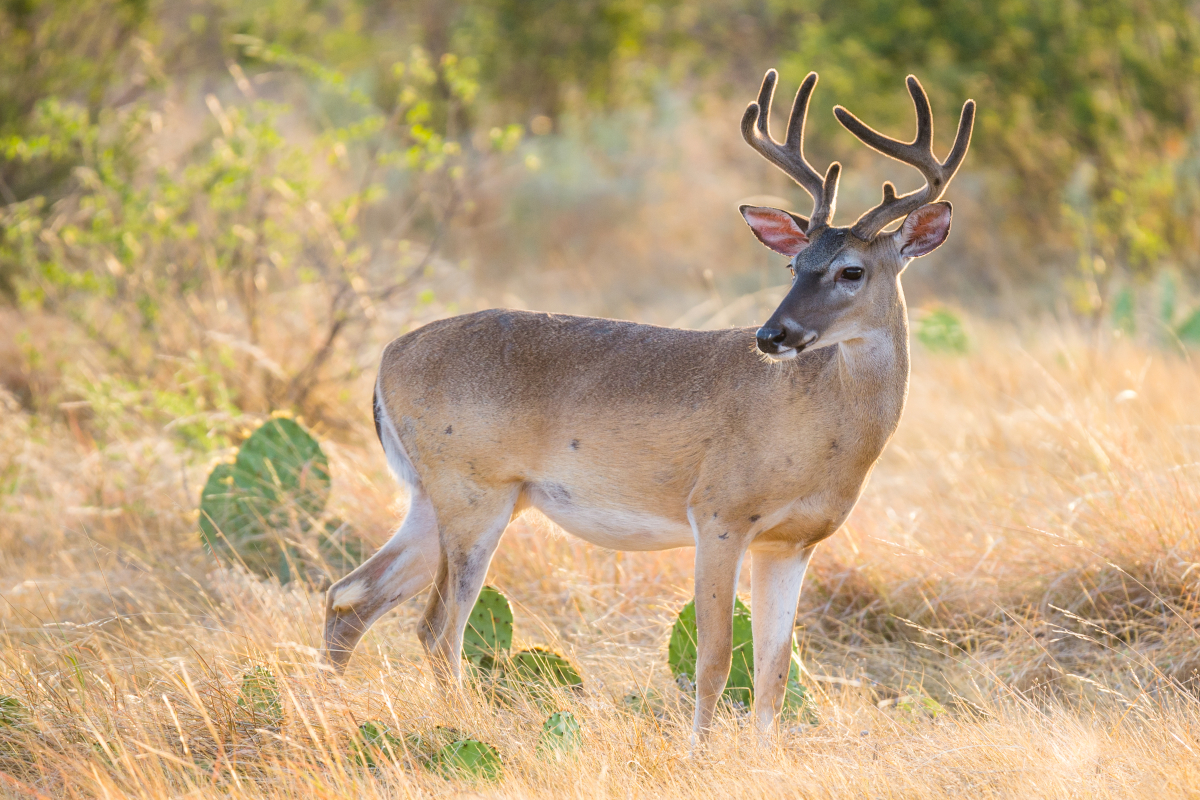 Public Land in Texas