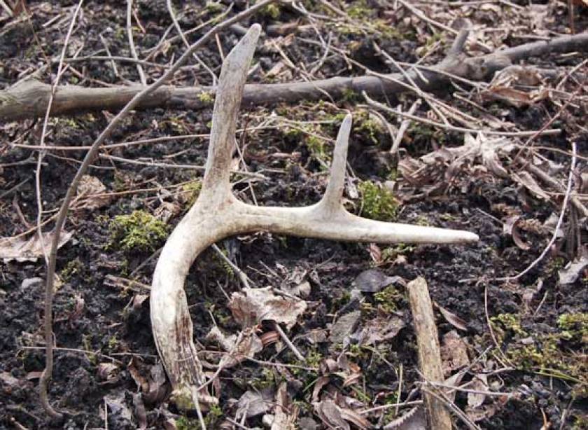 shed hunting tips