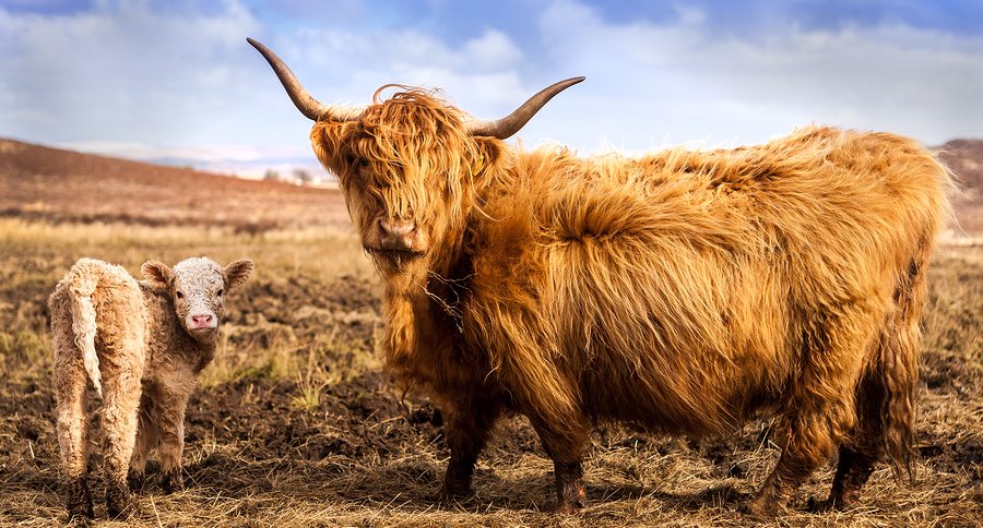 Scottich Highland Cow and Calf looking at the camera