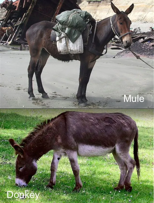 Mule Vs. Donkey