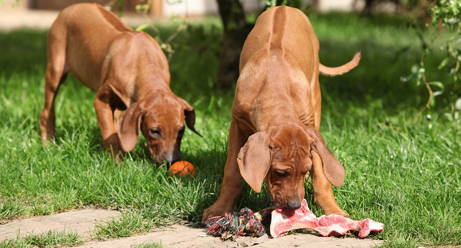 Dachshund raw diet hotsell