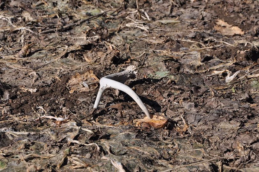 shed hunting tips