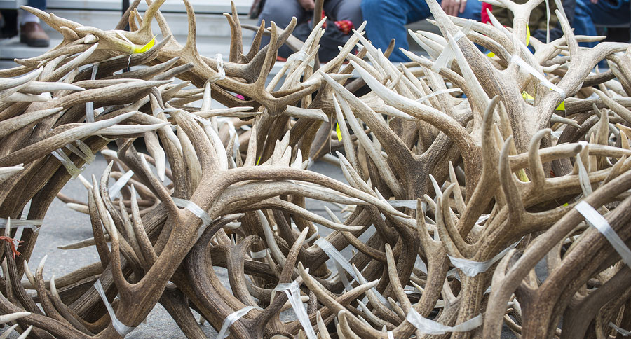 shed hunting
