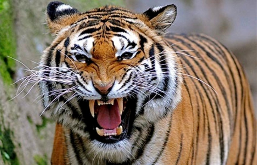 Beautiful Bengal Tiger