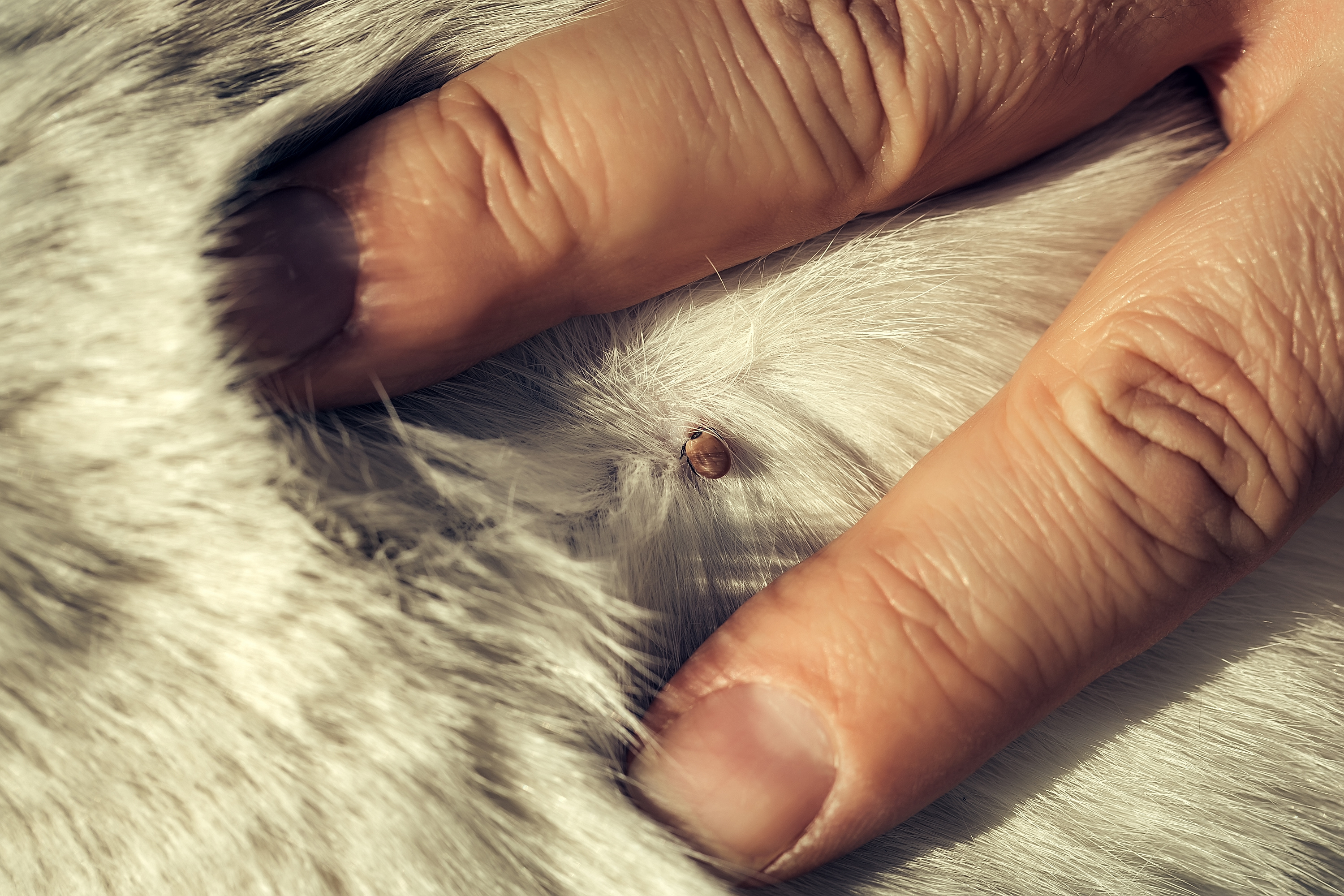 Close up of the tick on the white fur