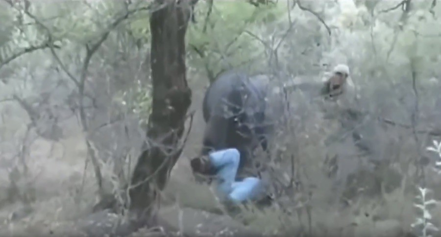 Hunter Stabs Cape Buffalo With Cold Steel Knife