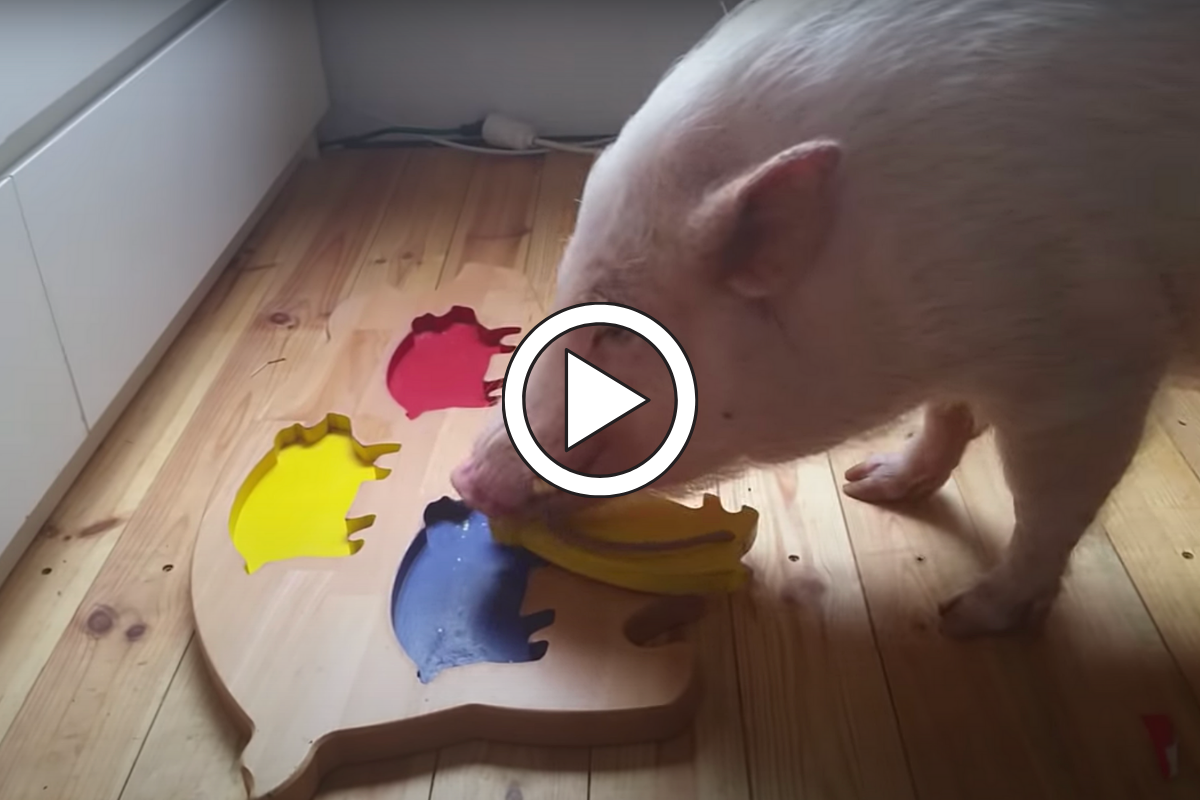 Moritz The Pig Shows His Skills as PuzzleSolving Genius