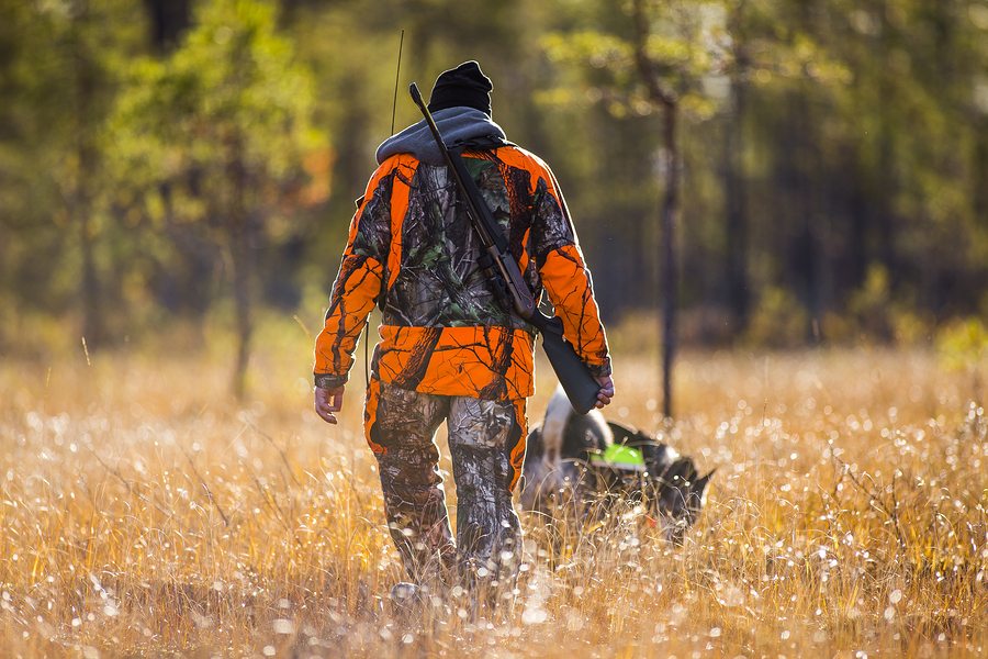 Swedish Moosehound outdoor in the fall - hunting