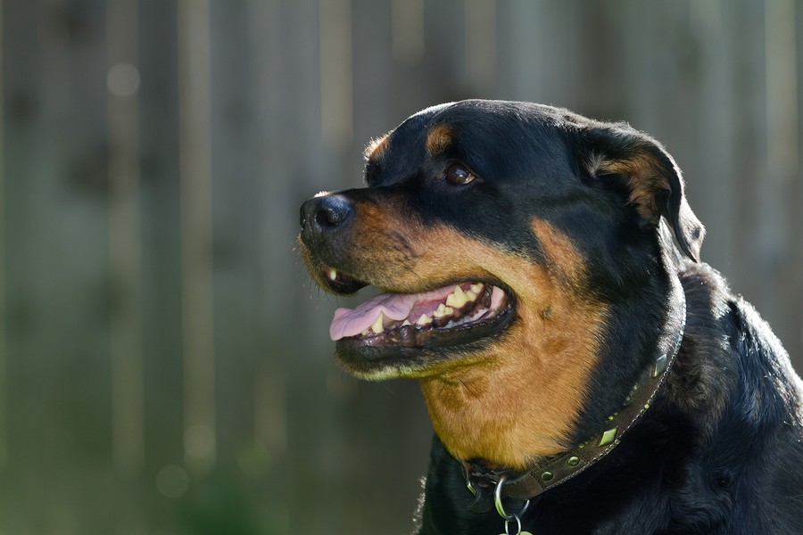 Female Rottweiler