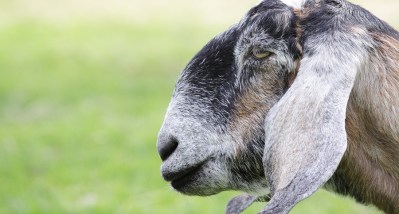 Nubian Goats: Everything You Need to Know About the Breed