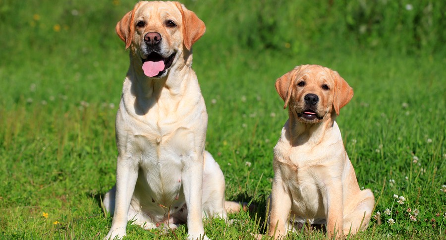 Labrador retriever-mother and her puppy on green meadow