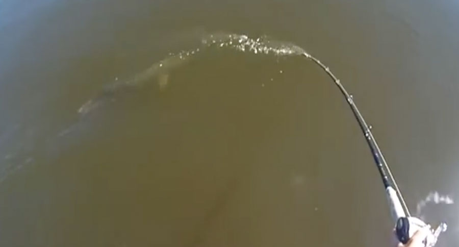 figure eight muskie