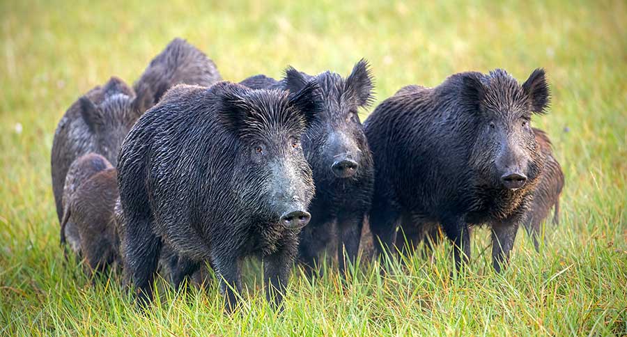 War On Feral Hogs