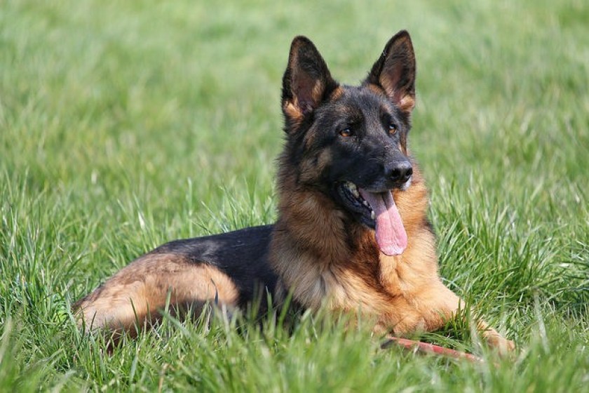 German Shepherd