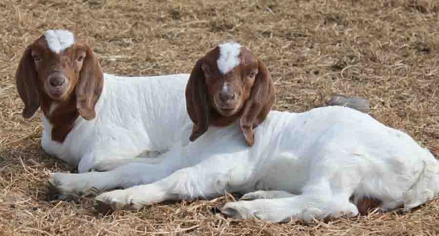 Boer Goat