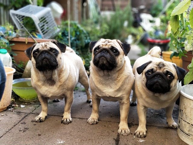 pugs