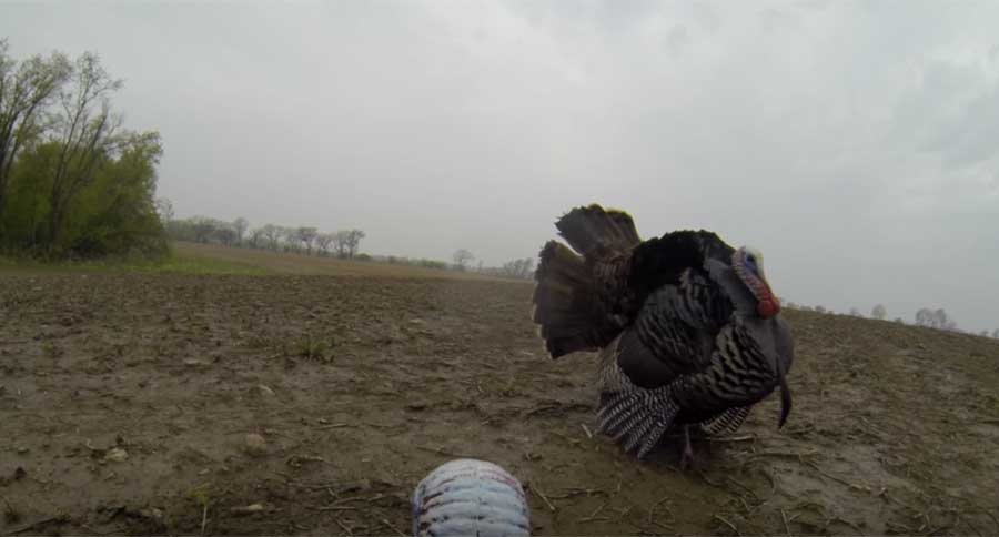 turkey kills