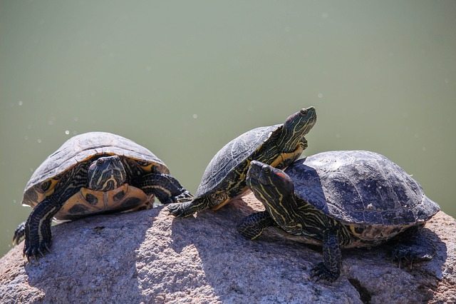 turtles 