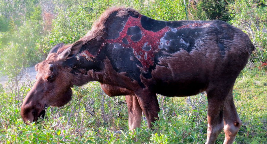 alaska zombie moose