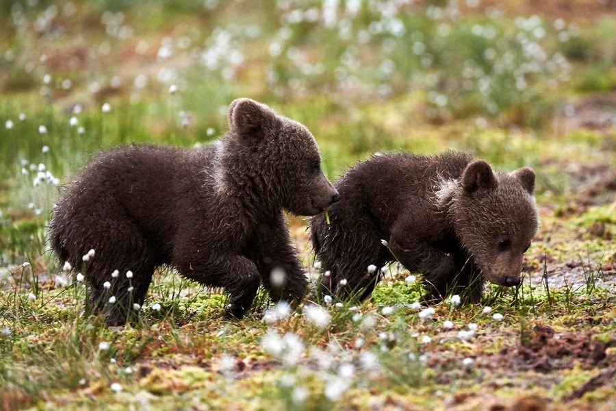 Brown Bear Cubs