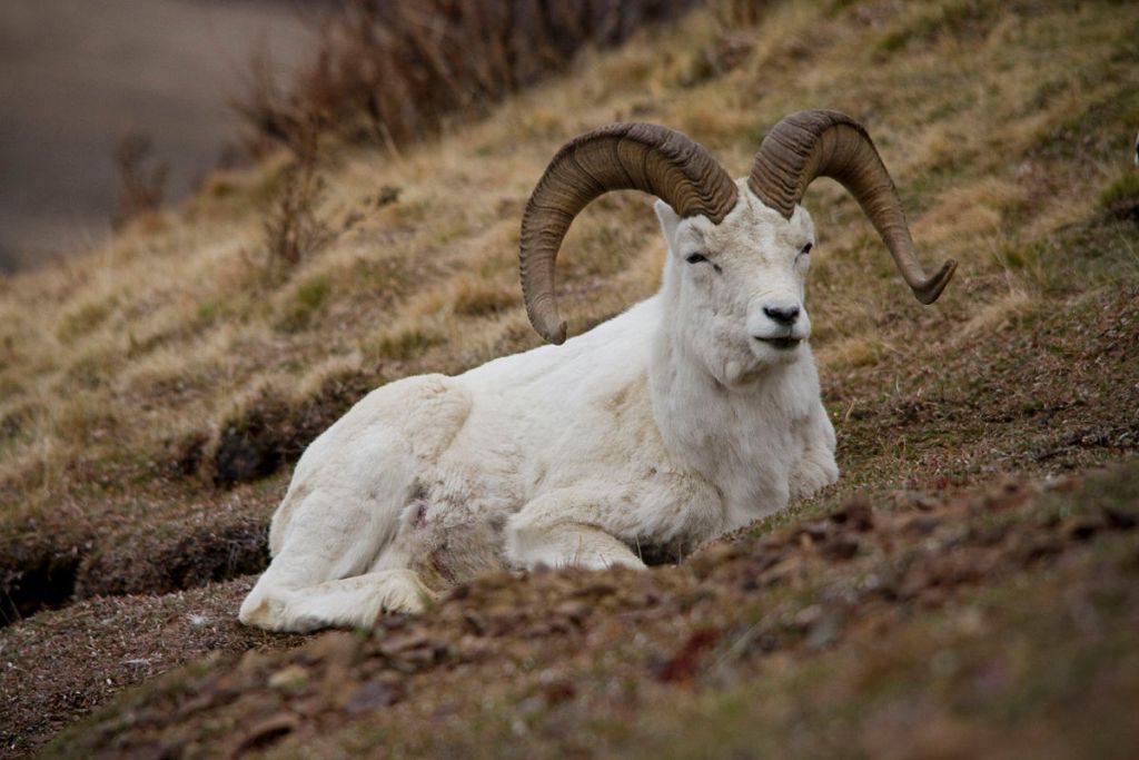 1200px-Dall_sheep_in_denali