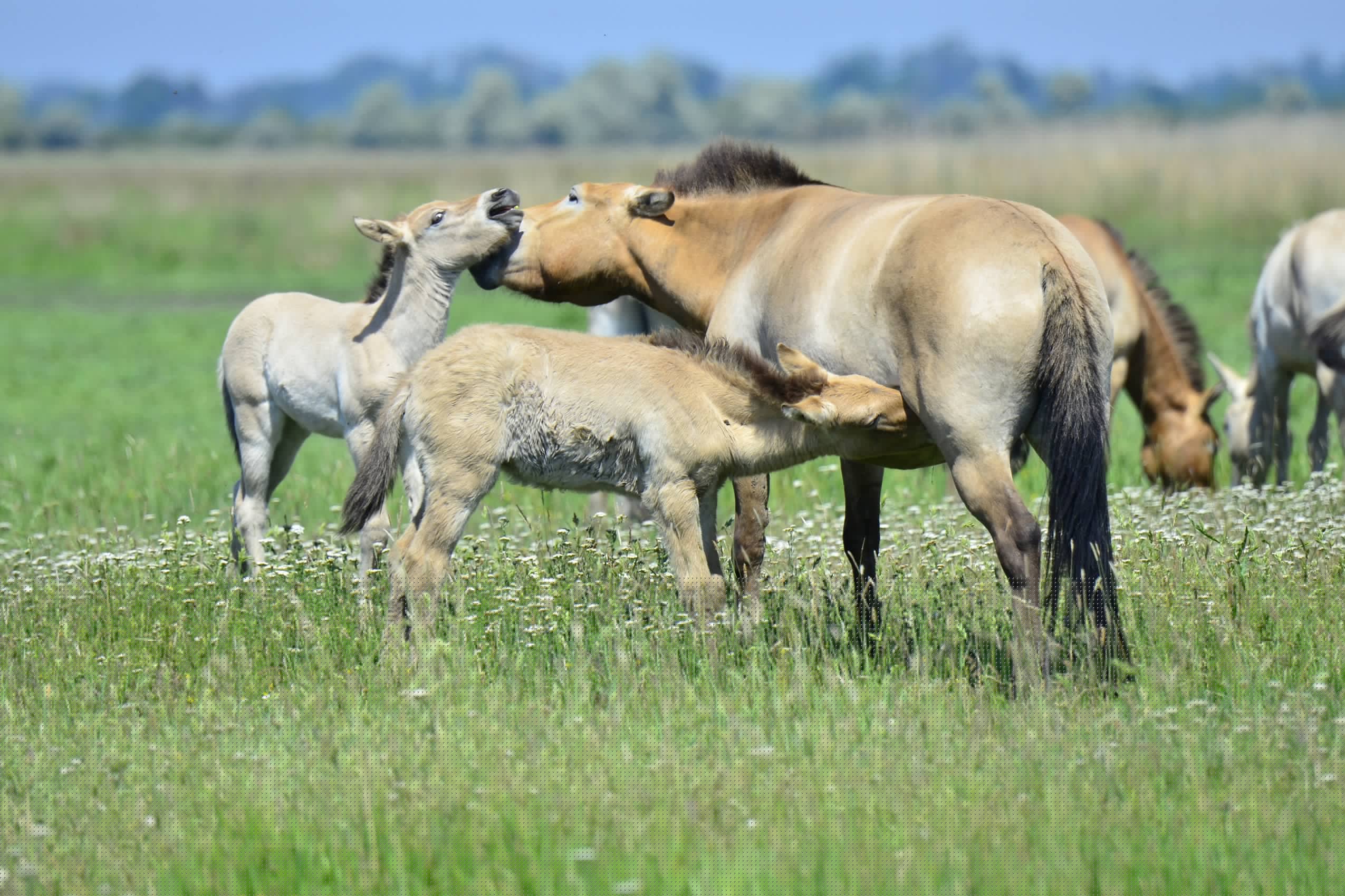 Przewalski's horse 