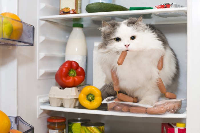 Cat Steals Sausage 