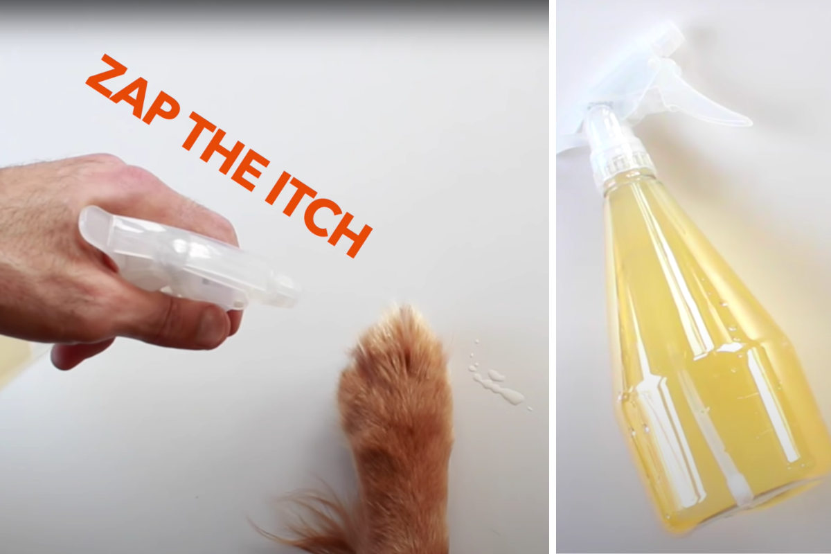 Dog Itch Spray Diy At Martha Holt Blog dog-itch-spray-diy-at-martha-holt-blog