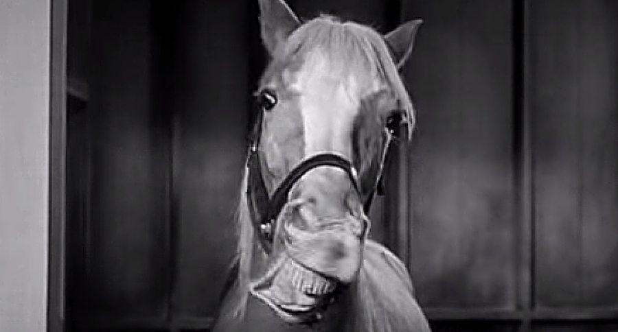 Video Of Mr Ed The Talking Horse Mr. Ed, The Talking Horse: Hollywood Secrets You Never Knew